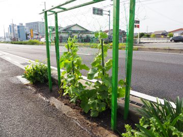 きゅうり会社の前