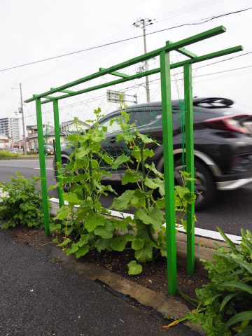 会社の前キュウリ