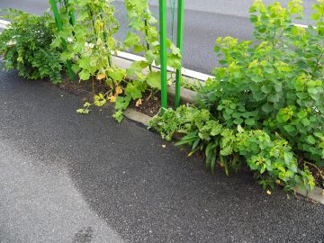 会社の前のスイカ