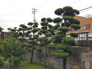 カイズカイブキ剪定　兵庫