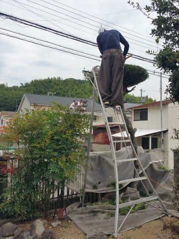 植木　剪定　姫路