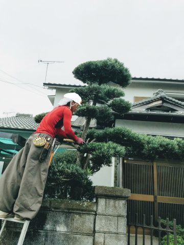 剪定中