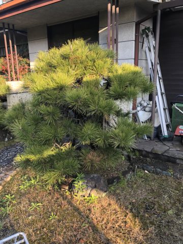 まつのせんてい　植木　