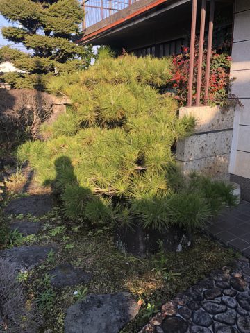 ひめじし植木伐採