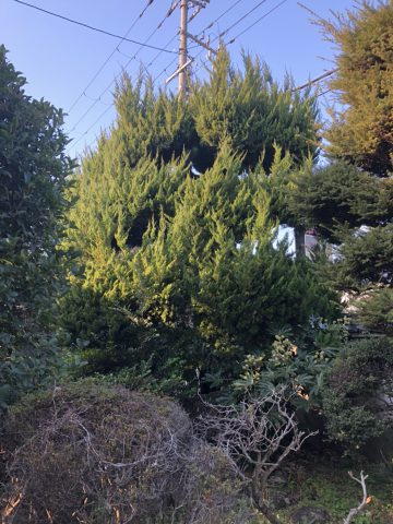 大きな木を切りたい　兵庫県