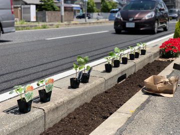 会社の前で野菜を作る