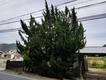 植木伐採