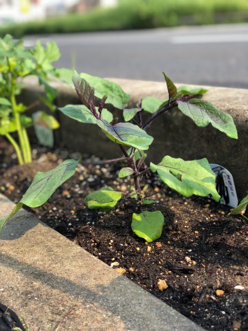 歩道菜園