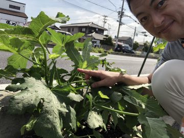 歩道菜園オクラ