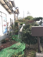 庭木剪定