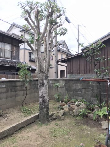 姫路市　定期的な植木の剪定