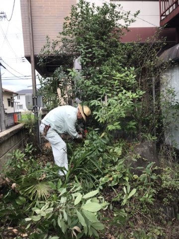 庭木伐採　姫路　オレンジナイト