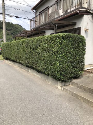 姫路市　祭りまでに植木剪定工事