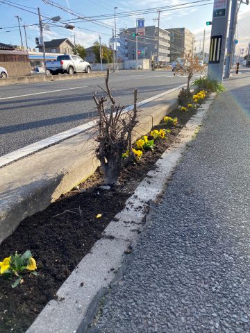 会社の前の花壇