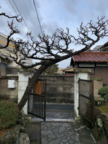 姫路市　植木伐採