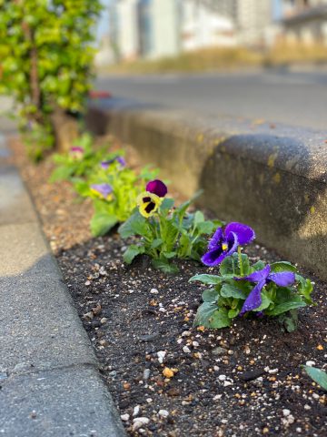 会社の前の花