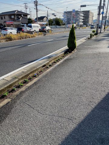 会社の前の花