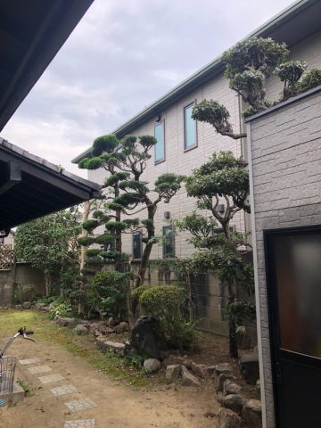 姫路市　植木の剪定