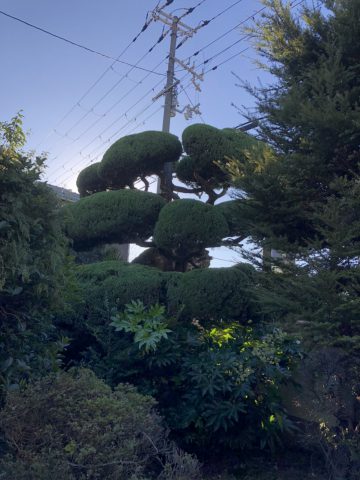 植木剪定