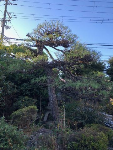 姫路市　植木の剪定