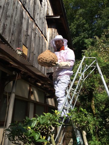 姫路　スズメバチ　駆除