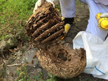 姫路　スズメバチ駆除