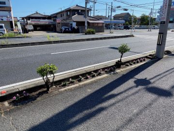 会社の前の花