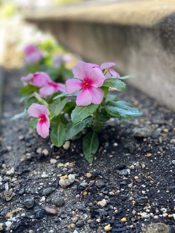 会社の前の花