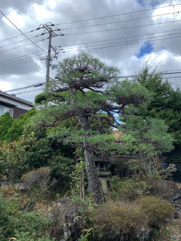 松の剪定　姫路