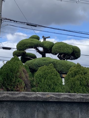 カイヅカイブキの剪定