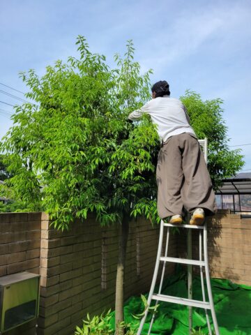 姫路市　植木剪定