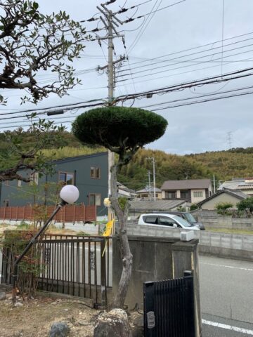 姫路市　植木剪定