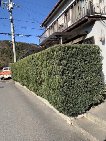 姫路市　植木剪定