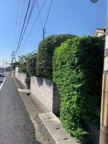 姫路市　数年手入れしていない植木の剪定