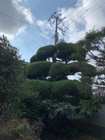 姫路市　庭木の剪定