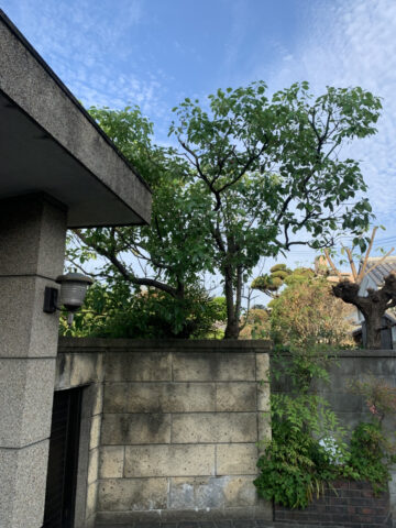 姫路市　植木の剪定・伐採