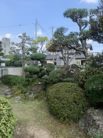 姫路市　庭木の剪定