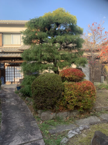 姫路市　恒例の植木剪定